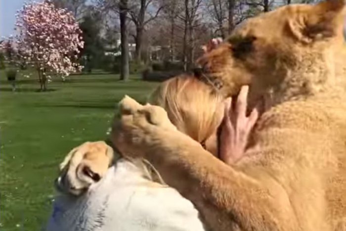 Ilustračný obrázok k článku SVET O SLOVENSKU: Divoké levy ako zlatíčka lámu srdcia