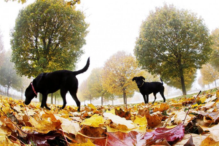 Ilustračný obrázok k článku V Šali myslia aj na zvieracie útulky: Odklepli im dotácie