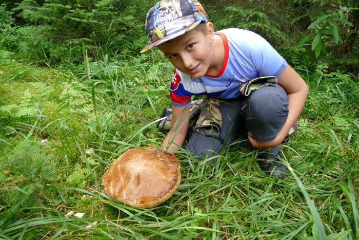 Ilustračný obrázok k článku Jeseň je tu: Obľúbené lokality v Nitre a okolí vhodné na prechádzku i hľadanie húb