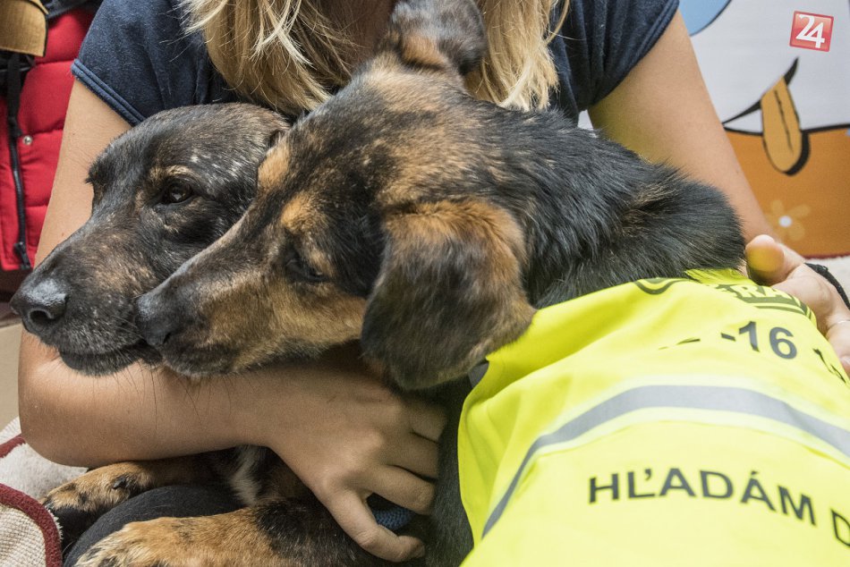 Ilustračný obrázok k článku Nájdite sa... so zvieratkom z útulku. Príďte sa zabaviť, zoznámiť a zaľúbiť