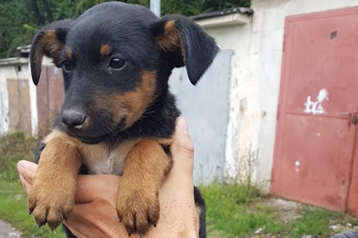 Ilustračný obrázok k článku Žiarčania, ukážte srdce: Matelka zachránili z Kortíny, potrebuje vašu pomoc