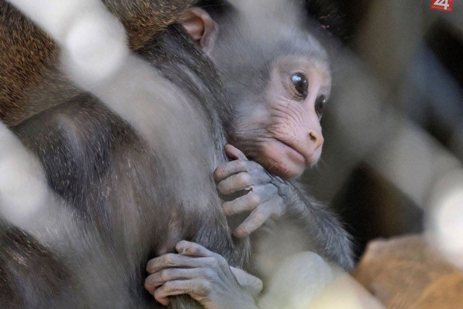 Ilustračný obrázok k článku KURIOZITA DŇA: ZOO v Los Angeles sa teší z dvoch roztomilých prírastkov