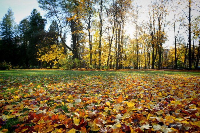 Ilustračný obrázok k článku Chladnejšie počasie uľavilo alergikom: Sezóna sa však pre nich ešte nekončí