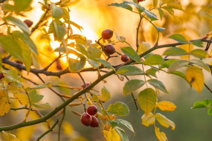 Ilustračný obrázok k článku Ozvláštnite si jesenný víkend: Tipy, kam vyraziť v Košiciach