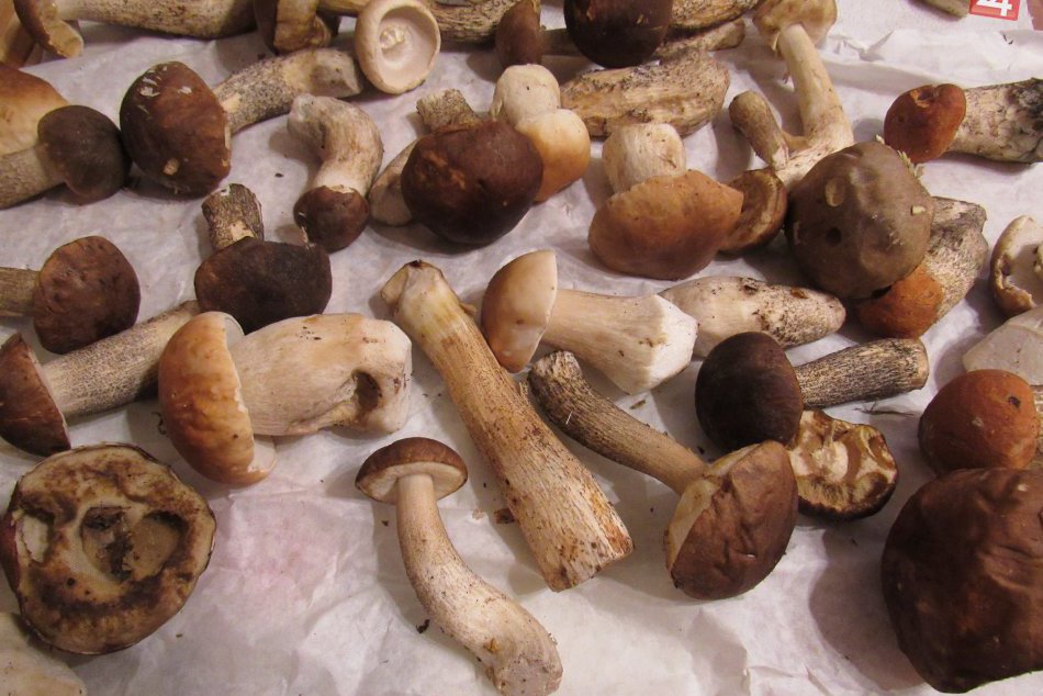 Ilustračný obrázok k článku Miloš sa vybral na huby: Jeho čivava našla niečo nečakané