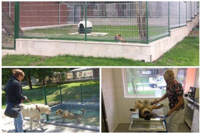 Ilustračný obrázok k článku Útulkáči dostali individuálne koterce, novú operačnú miestnosť aj parádny bazén