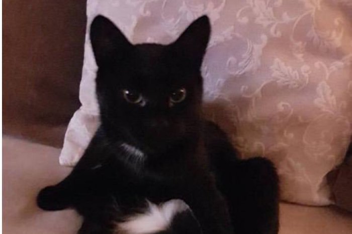 Ilustračný obrázok k článku V Nitre sa stratil kocúr: Majitelia za jeho nájdenie sľubujú finančnú odmenu