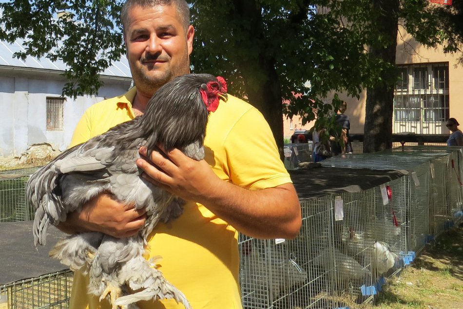 Ilustračný obrázok k článku Ján zvieratá miluje a na Zemplíne chová všeličo: Dokonca aj pštrosy! FOTO