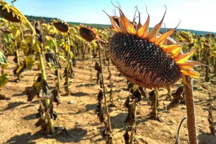 Ilustračný obrázok k článku Horúce počasie neustupuje: Má prvé známky dopadov na poľnohospodárstvo