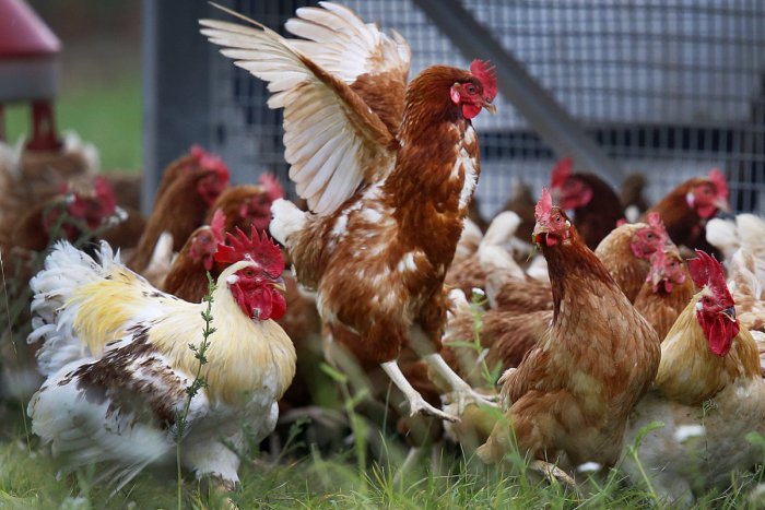 Ilustračný obrázok k článku V Kráľovej nad Váhom je horúco: Obyvatelia sú proti kafilérii