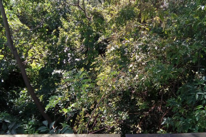 Ilustračný obrázok k článku FOTO: Predstavujeme vám Trnovecké mŕtve rameno, obľúbené miesto trsteniarikov