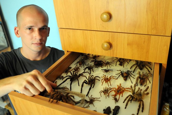 Ilustračný obrázok k článku Zámer chovať nebezpečné pavúky či plazy obce posudzovať nebudú