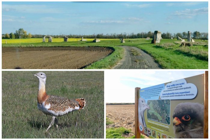 Ilustračný obrázok k článku Prosíme, nerušiť! V chránenej lokalite Sysľovské polia majú svoj domov vzácne tvory