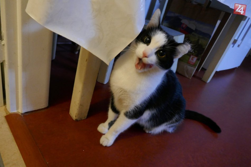 Ilustračný obrázok k článku Bystričania prišli o verného spoločníka. Nevideli ste niekde strateného kocúrika?