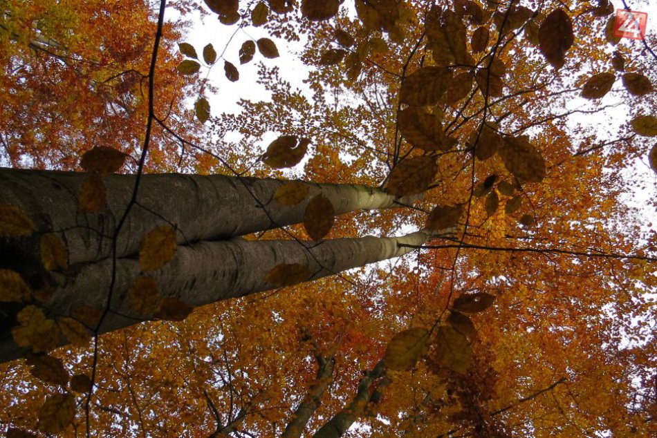 Ilustračný obrázok k článku FOTO: Toto dokáže pani príroda. Michalovčanov vonku tešia jesenné výjavy