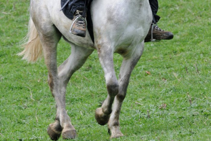 Ilustračný obrázok k článku Zásah v ťažkom teréne: Žiarski hasiči pomáhali žene (26) po páde z koňa