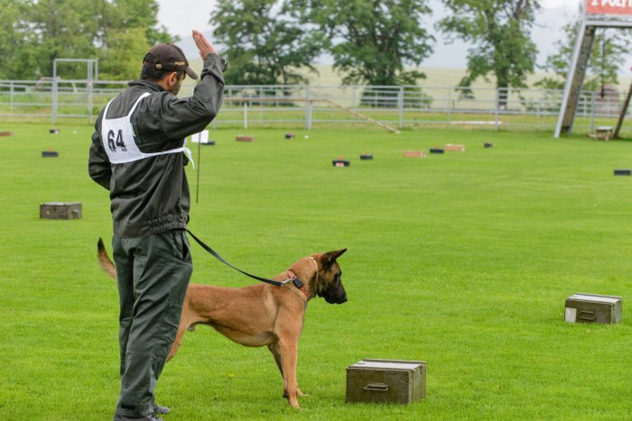Ilustračný obrázok k článku Šalianski kynológovia mali skúšky: Štvornohí zverenci ich bez zaváhania zdolali
