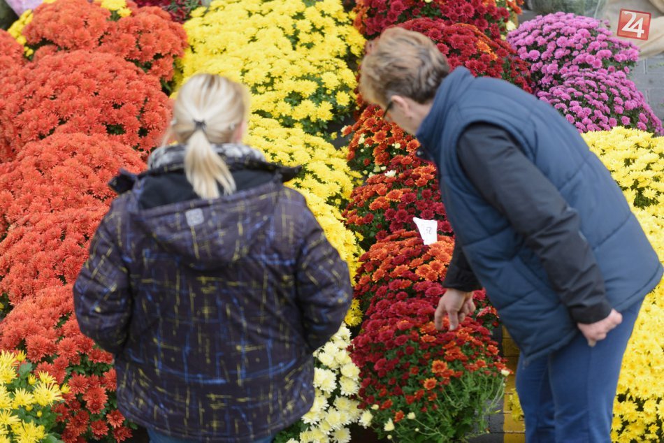 Ilustračný obrázok k článku Dušičky sa blížia: Mestskú tržnicu v Nitre zaplavili pestrofarebné kvety, VIDEO
