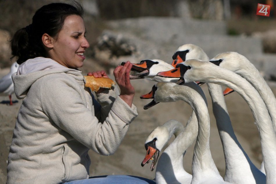 Ilustračný obrázok k článku RADÍME: Prikrmovaním môžeme malým vtáčikom a labutiam pomôcť prežiť náročné chladné obdobie