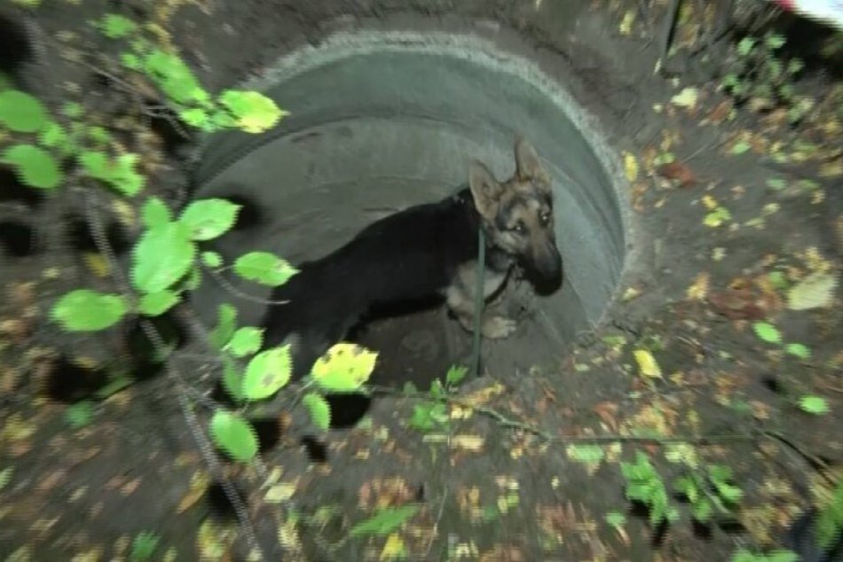 Ilustračný obrázok k článku Zachránila ho náhoda: Na kosť vyhladovaného psíka našli v betónovej šachte, FOTO