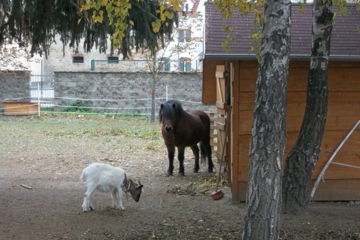 Ilustračný obrázok k článku FOTO: Mesto dotuje Babičkin dvor, jednému z poslancov sa to nepozdáva