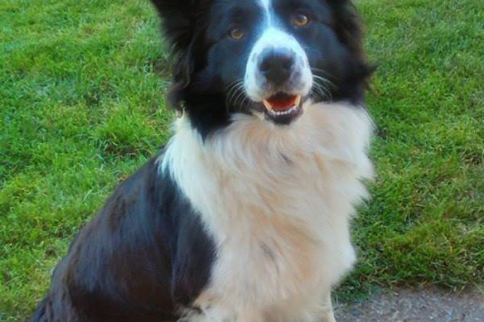 Ilustračný obrázok k článku Nevideli ste ho? V okolí Nitry sa môže túlať tento psík