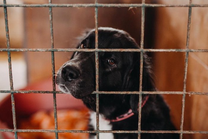 Ilustračný obrázok k článku Krásne, čo sa chystá pre opustené psíky. Dočkajú sa mikulášskeho venčenia