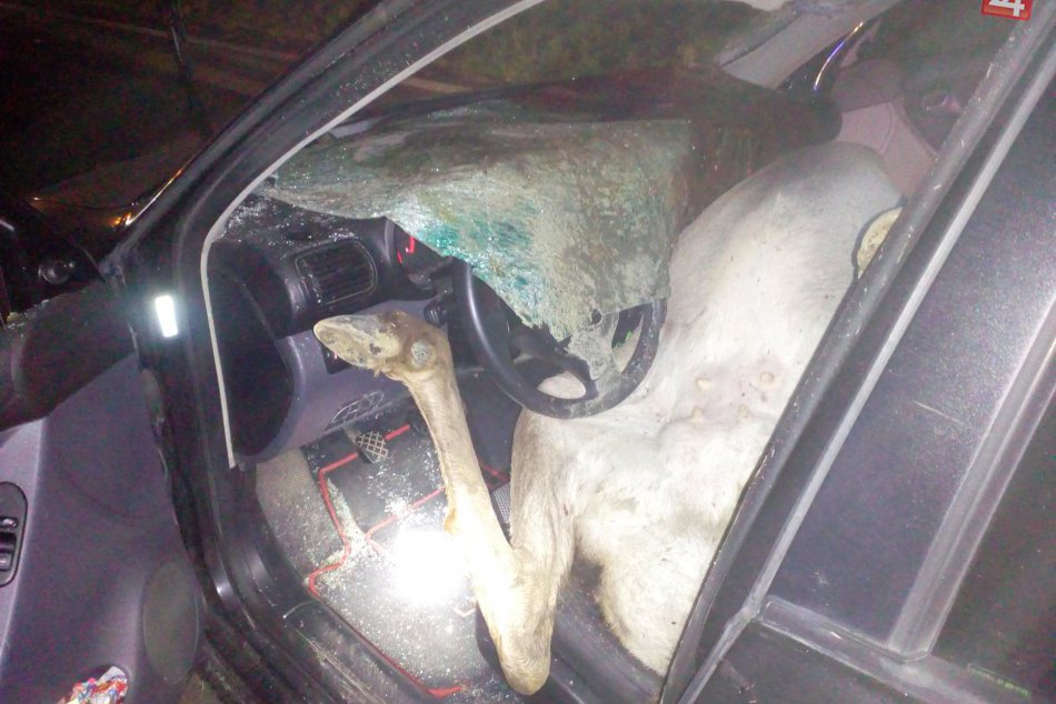 Ilustračný obrázok k článku Dlhšie noci, znížená viditeľnosť, nízke teploty: Lesná zver na ceste