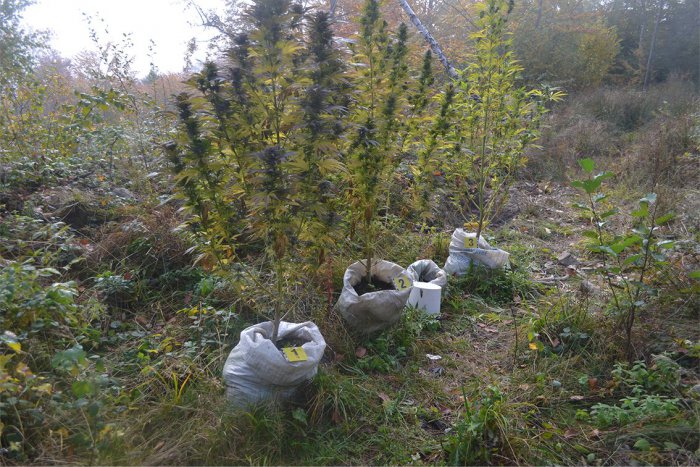 Ilustračný obrázok k článku Krátke správy z Bardejova a okolia