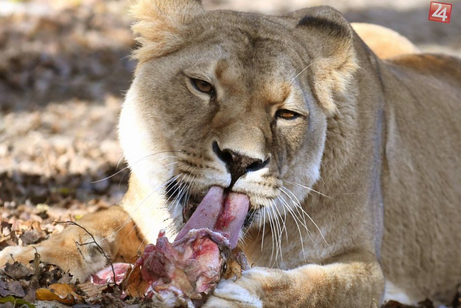 Ilustračný obrázok k článku Lev unikol z uzamknutého priestoru: Zabil pracovníčku strediska na ochranu zvierat