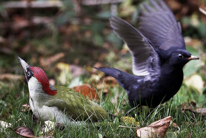 Ilustračný obrázok k článku Chovateľom vtáctva  pribudla povinnosť: Potrebné sú licencované krúžky!