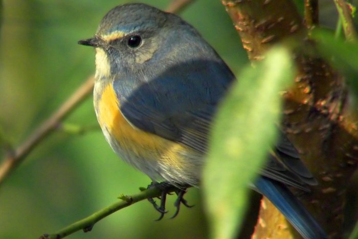 Ilustračný obrázok k článku Na Slovensku sa objavil nový vtáčí druh: Pochádza zo severskej tajgy