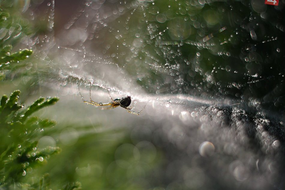Ilustračný obrázok k článku Fascinovaná ríšou zvierat: Parádne zábery od Novovešťanky Zuzany