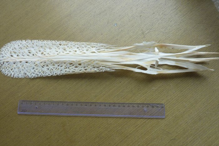 Ilustračný obrázok k článku Nevšedný objav bratislavských colníkov: Zaistili vypreparovanú lebku ryby zo Severnej Ameriky