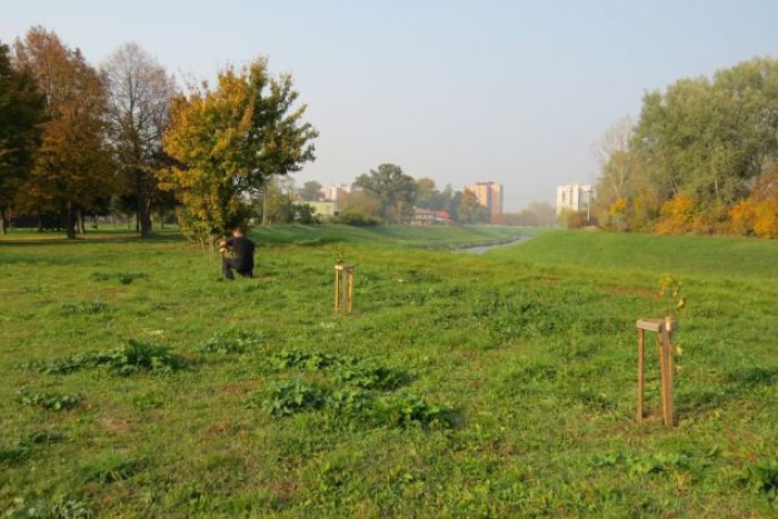 Ilustračný obrázok k článku V Michalovciach vysadili nové stromoradie: Aha, kde ho môžete zočiť na vlastné oči