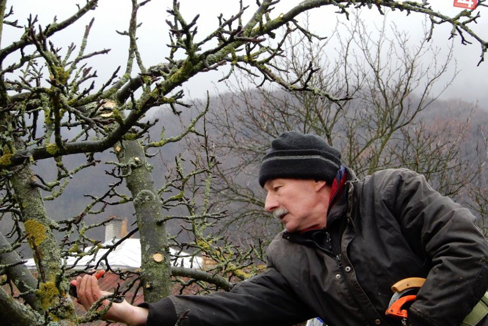 Ilustračný obrázok k článku Máte v blízkosti pozemku dreviny? Na TOTO by ste nemali zabúdať