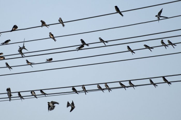 Ilustračný obrázok k článku Vo Zvolene zrekonštruujú historickú pamiatku. Myslelo sa aj na chránené belorítky