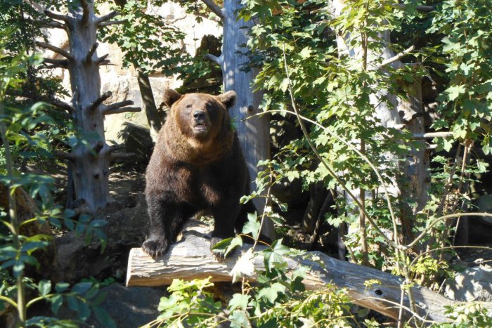 Ilustračný obrázok k článku Bratislavská ZOO plánuje vybudovať nový výbeh pre medveďa Félixa