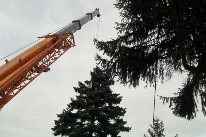 Ilustračný obrázok k článku Vianoce sa blížia: V Šali tento rok osadili tri stromčeky, FOTO