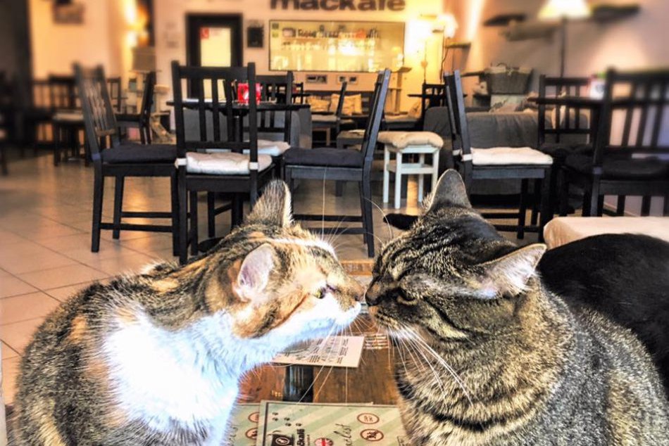 Ilustračný obrázok k článku Jedinečná kaviareň Mačkafé organizuje vianočnú charitatívnu akciu pre zvieratká v núdzi