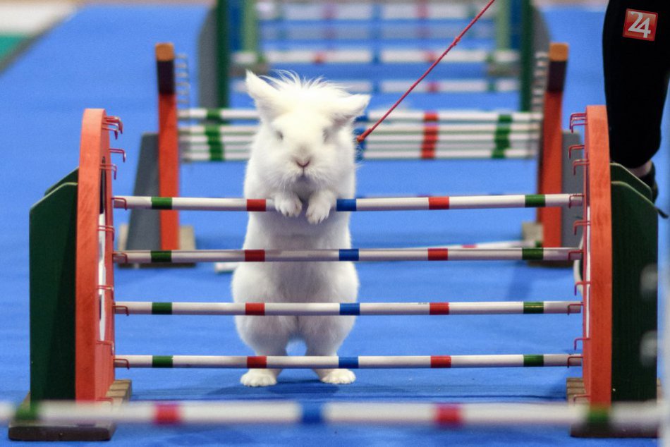 Ilustračný obrázok k článku Výstava zvierat v Nitre: Nechýbali majstrovstvá v Králičom hope, FOTO