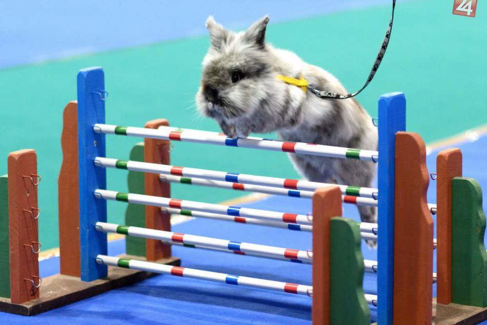 Ilustračný obrázok k článku Najmilšie majstrovstvá v Nitre aj tento rok: Blížia sa preteky v králičom hope