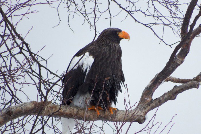 Ilustračný obrázok k článku Na Hrušovskej zdrži môžete pozorovať vtáky. Predvedie sa vám aj náš najväčší dravec