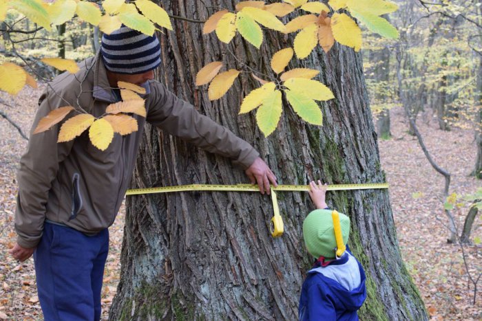 Ilustračný obrázok k článku Hľadá sa TOP strom Malých Karpát. Viete o vhodnom kandidátovi?