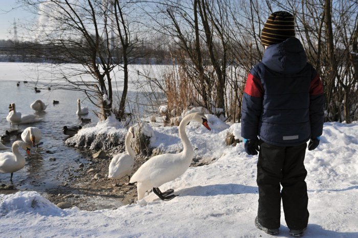 Ilustračný obrázok k článku V Tepličke nad Váhom pribudnú stovky stromov: Ich presný počet má skrytý význam
