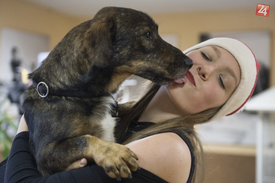 Ilustračný obrázok k článku Mikuláši, anjeli a čerti venčili psíkov zo Slobody zvierat