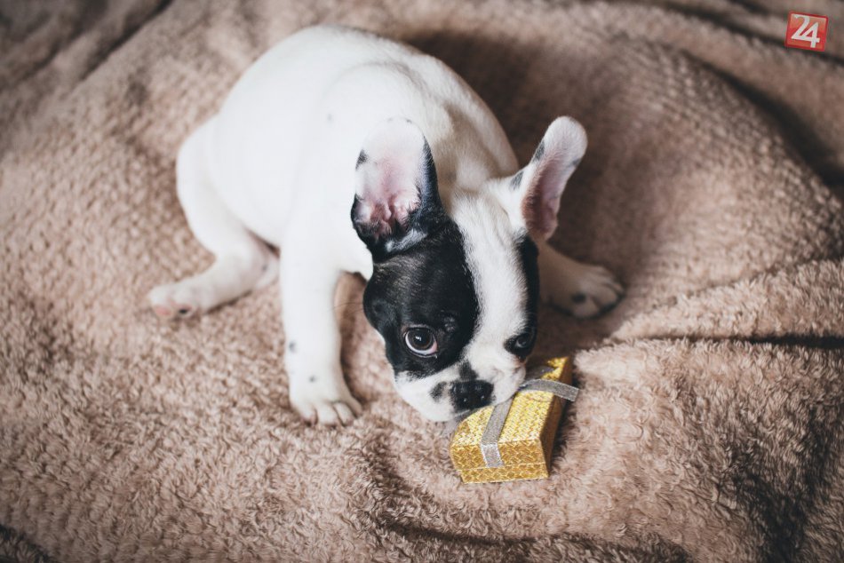 Ilustračný obrázok k článku Darčeky pre psíkov: Poradíme, čo by si váš chlpáč vyňuchal pod stromčekom najradšej