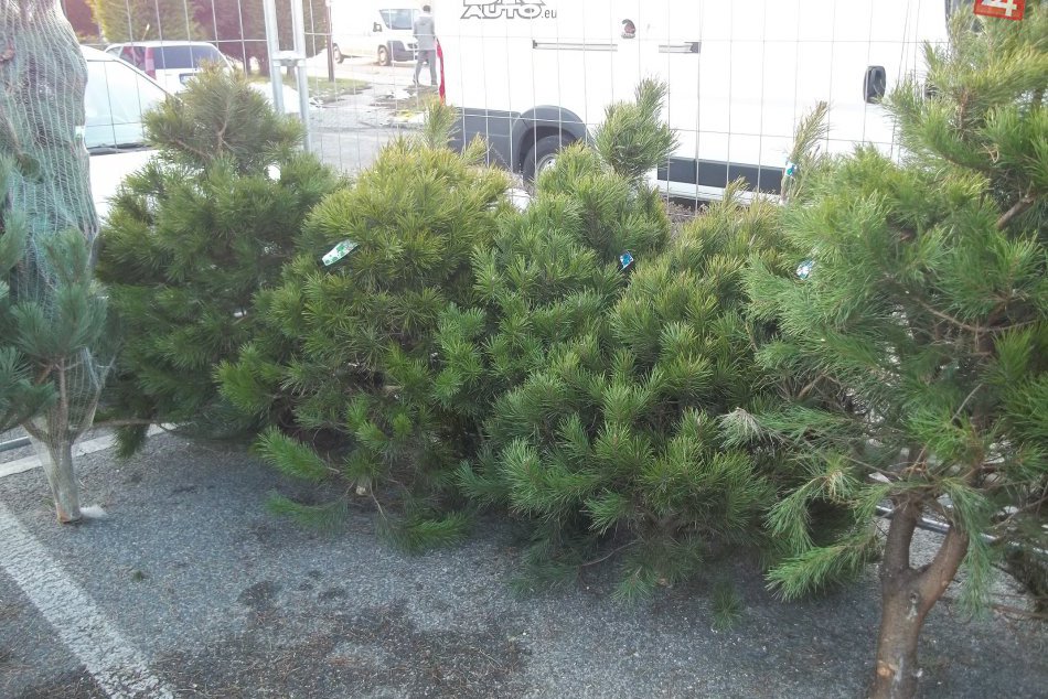 Ilustračný obrázok k článku Zber vianočných stromčekov