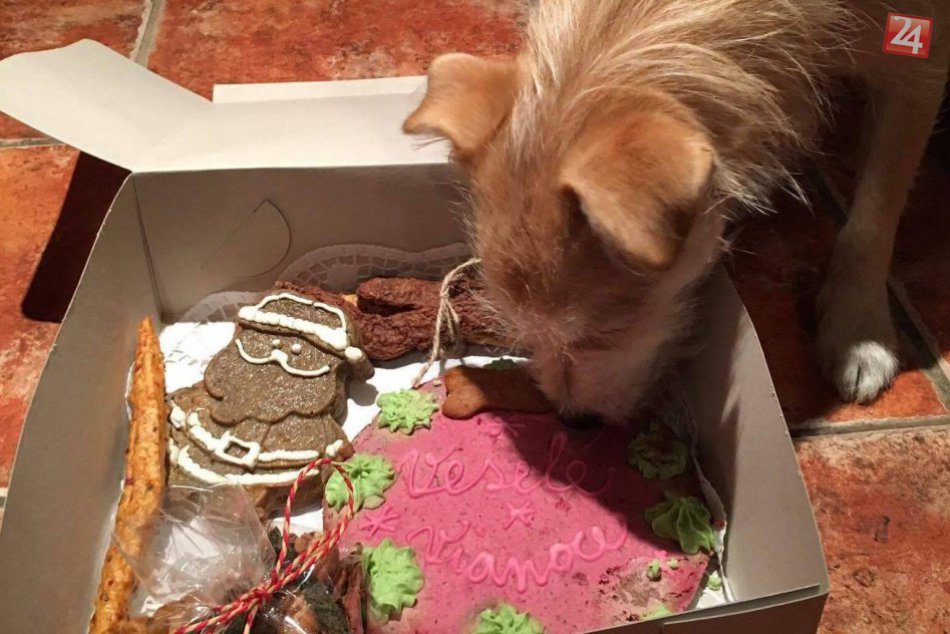Ilustračný obrázok k článku Štedrá večera pre psíka? Áno, a poriadne MLSavá!