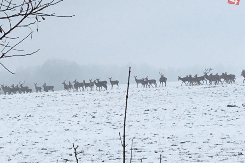 Ilustračný obrázok k článku Toľko jeleňov pokope ste ešte asi nevideli! FOTO ako dôkaz